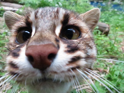 マレ」というヤマネコのお話 | 九州地方環境事務所 | 環境省